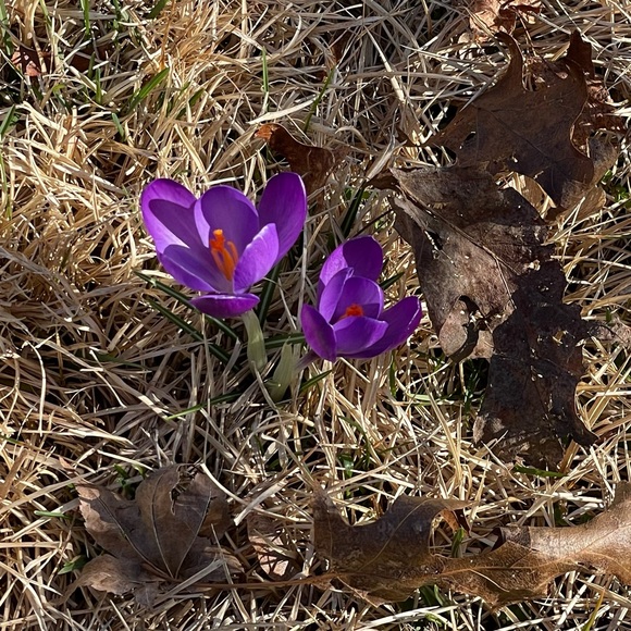 Meet your Posher, Klancy - Picture 10 of 12